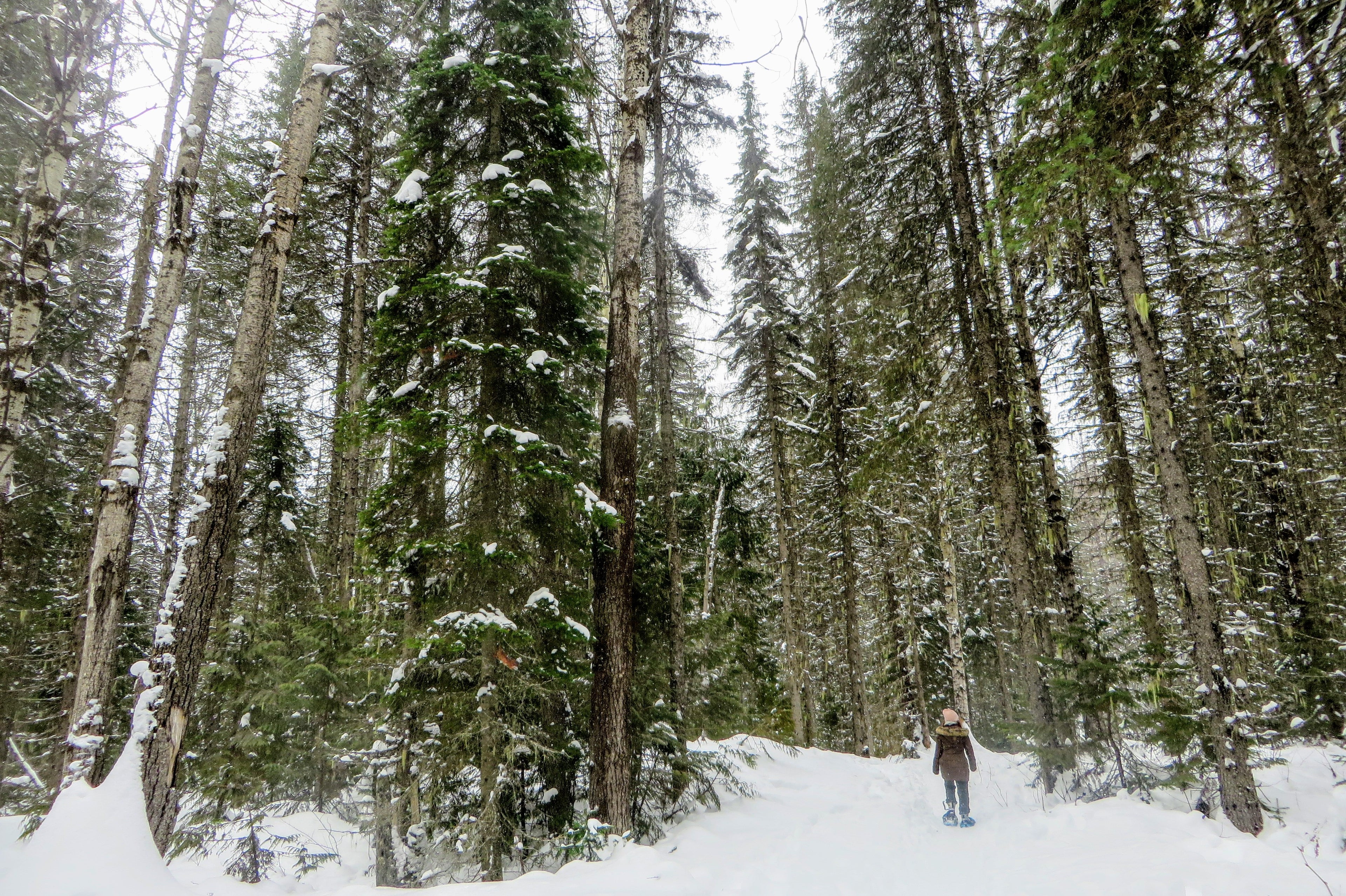 Person walking through a snowy forest with tall trees